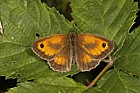 Pyronia tithonus Gatekeeper butterfly
