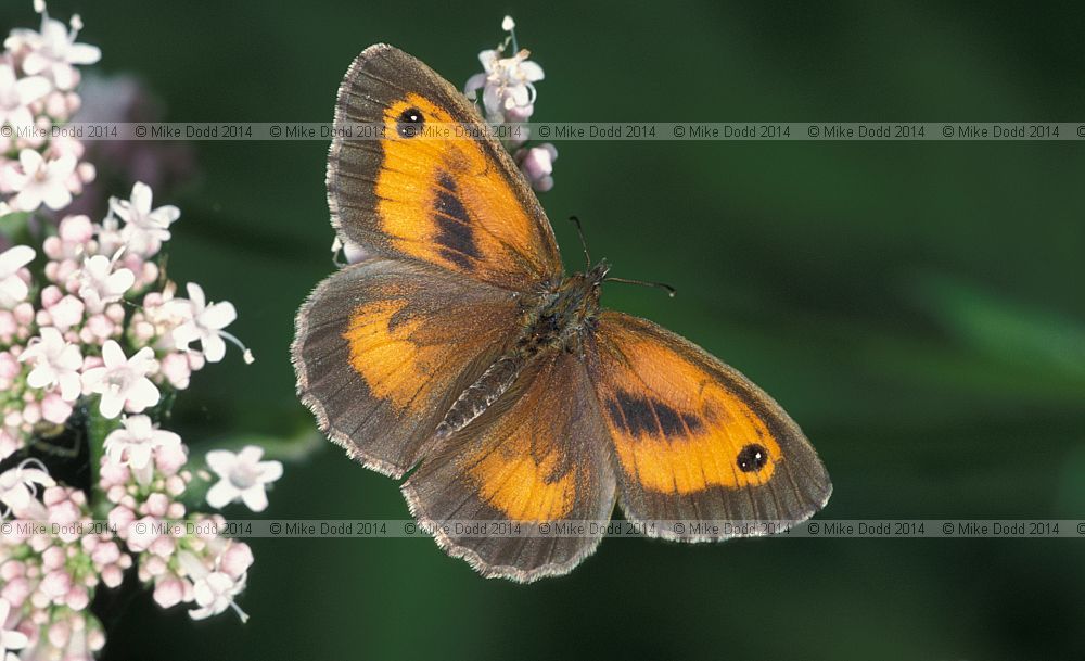 Pyronia tithonus Gatekeeper butterfly male