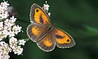Pyronia tithonus Gatekeeper butterfly male