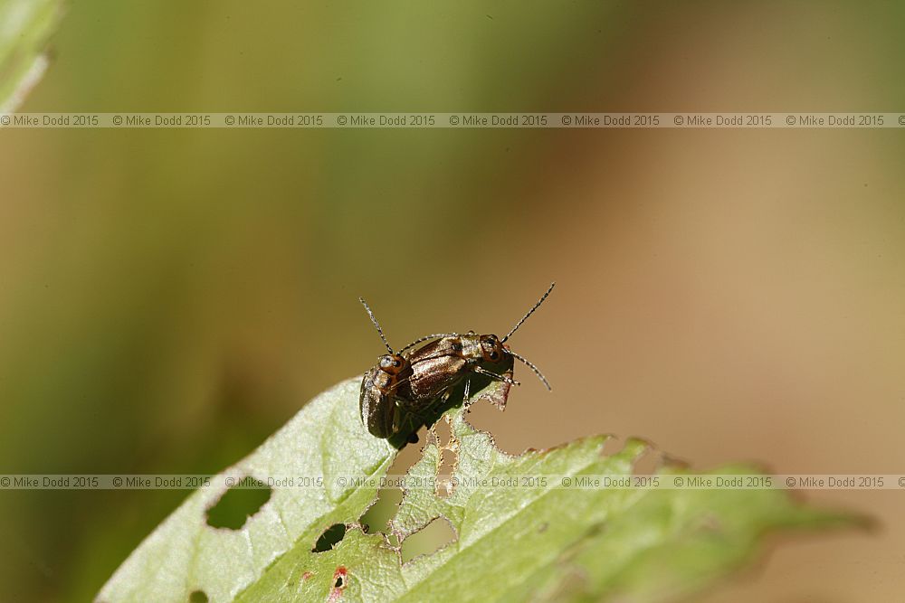 Pyrrhalta viburni Viburnum leaf beetle