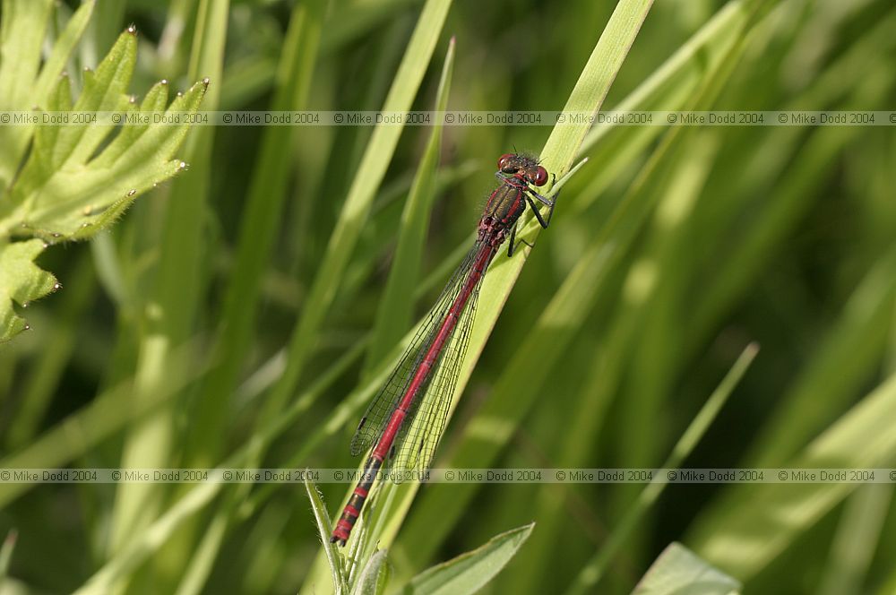 Pyrrhosoma nymphula Large red damselfly