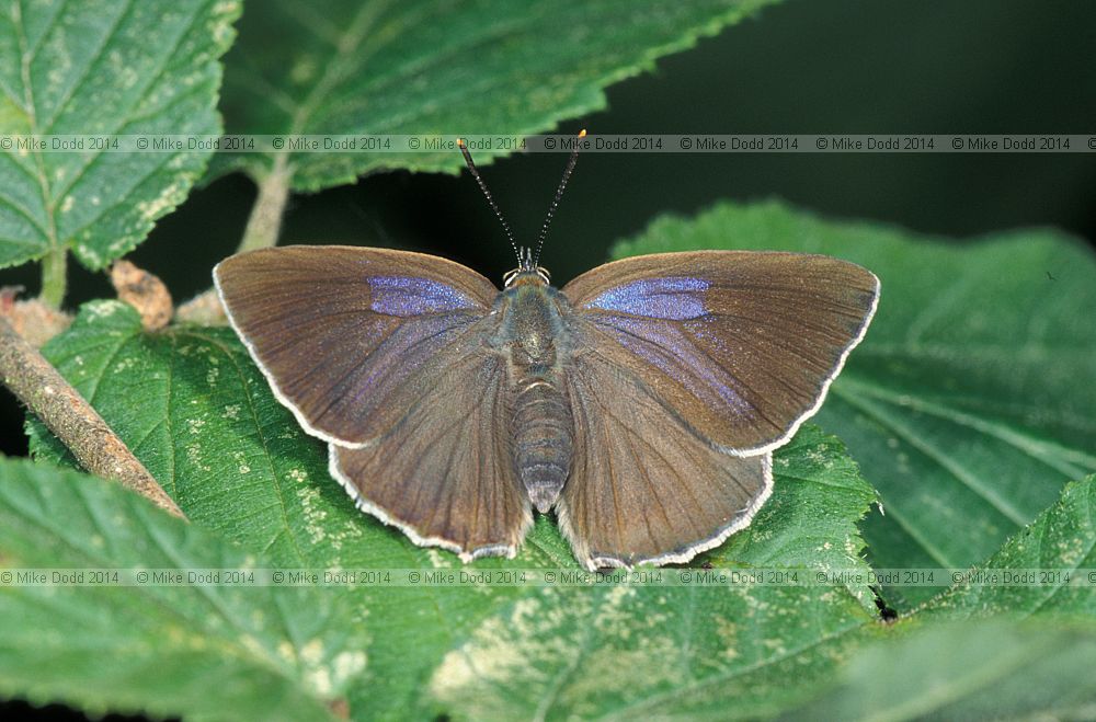 Quercusia quercus Purple hairstreak butterfly