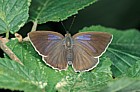 Quercusia quercus Purple hairstreak butterfly