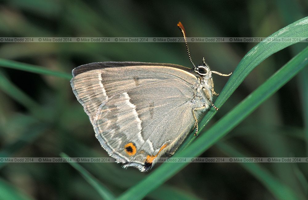 Quercusia quercus Purple hairstreak butterfly