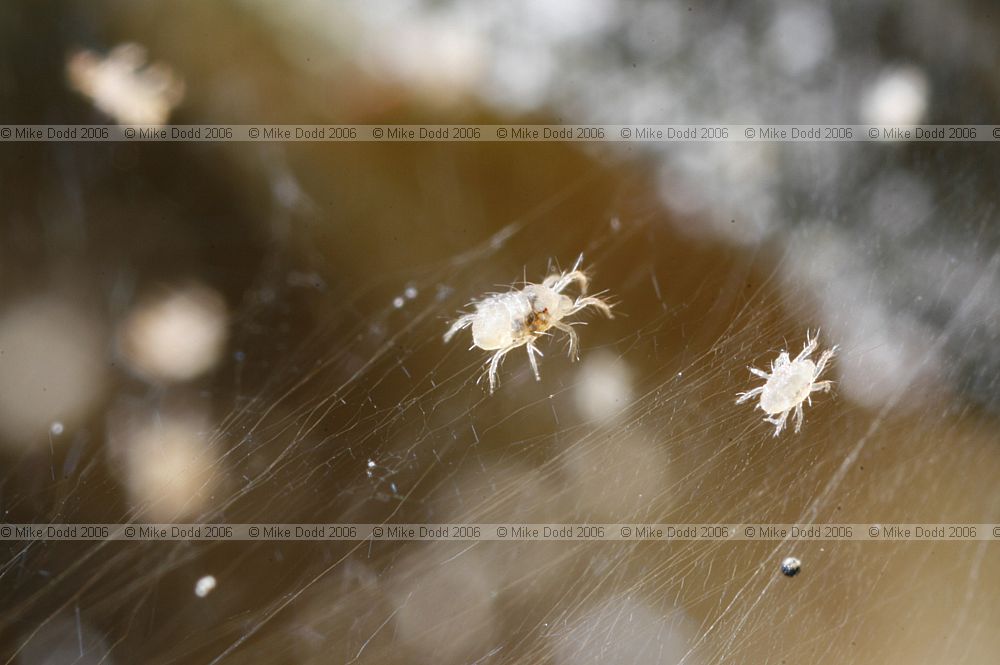 Red spider mite on rose