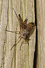 Rhagio scolopacea Snipe-fly