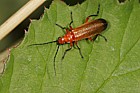 Rhagonycha fulva (?) Soldier beetle