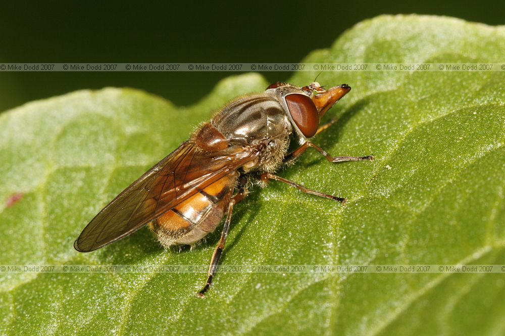 Rhingia campestris Hover-fly