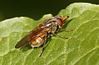 Rhingia campestris Hover-fly