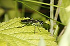 Rhogogaster viridis Sawfly