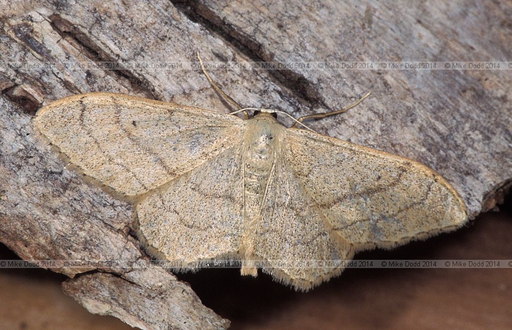 Riband wave Idaea aversata