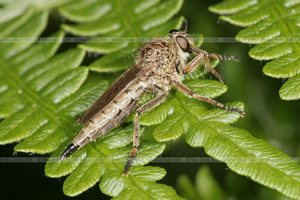 Robber fly