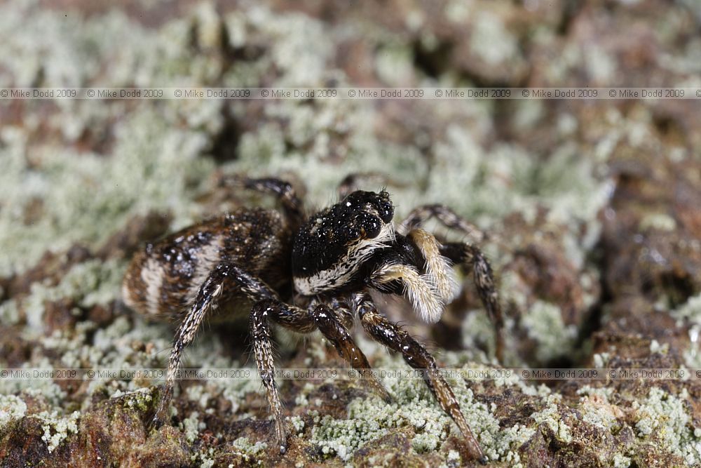 Salticus sp. Jumping or Zebra spider