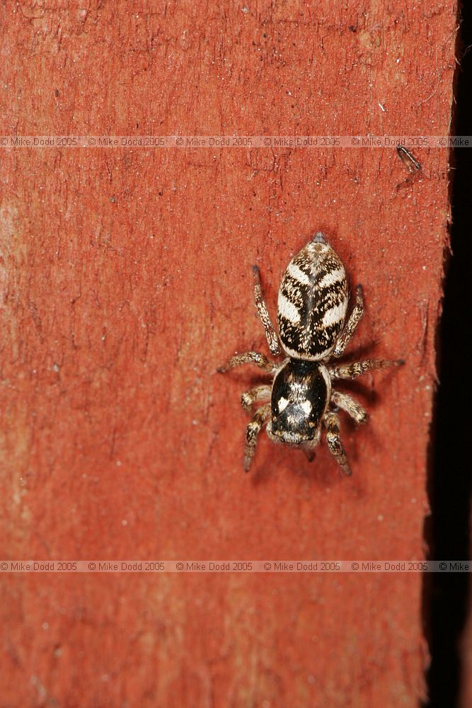 Salticus Zebra spider