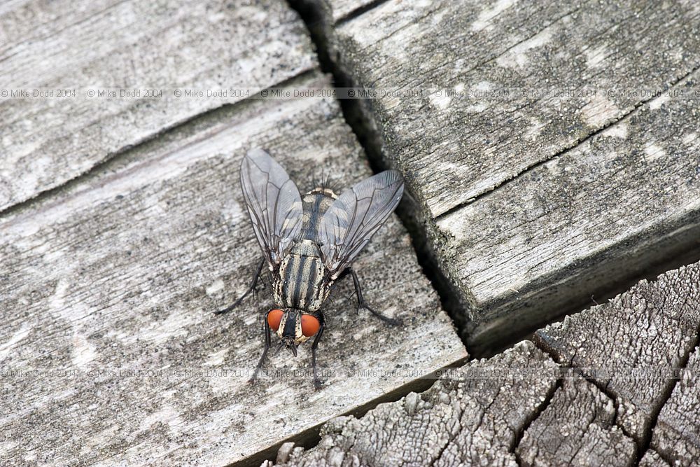 Sarcophaga sp Flesh fly