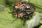 Sarcophaga carnaria Flesh-fly