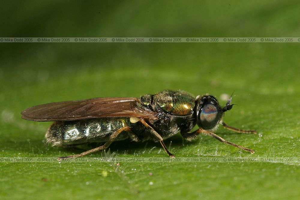 Sargus iridatus(?) Soldier fly