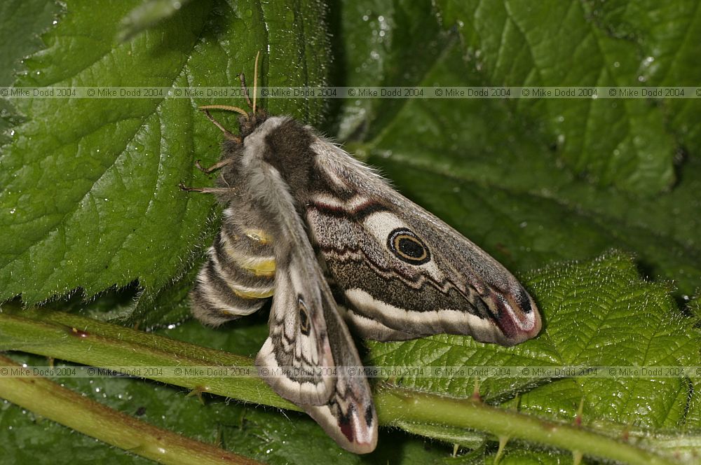 Emperor moth Saturnia pavonia