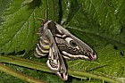 Emperor moth Saturnia pavonia