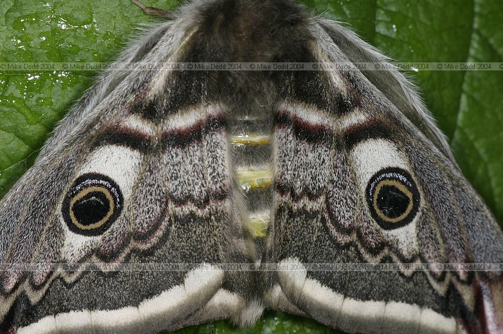 Emperor moth Saturnia pavonia