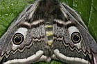 Emperor moth Saturnia pavonia