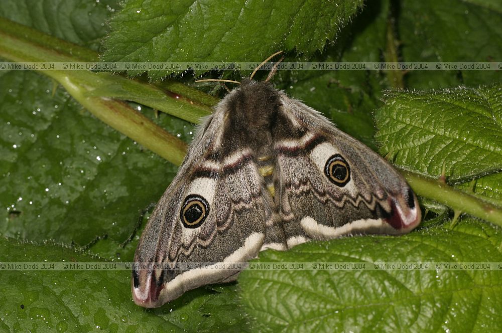 Saturina pavonia Emperor moth