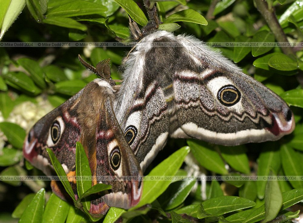 Saturina pavonia Emperor moth