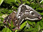 Saturina pavonia Emperor moth