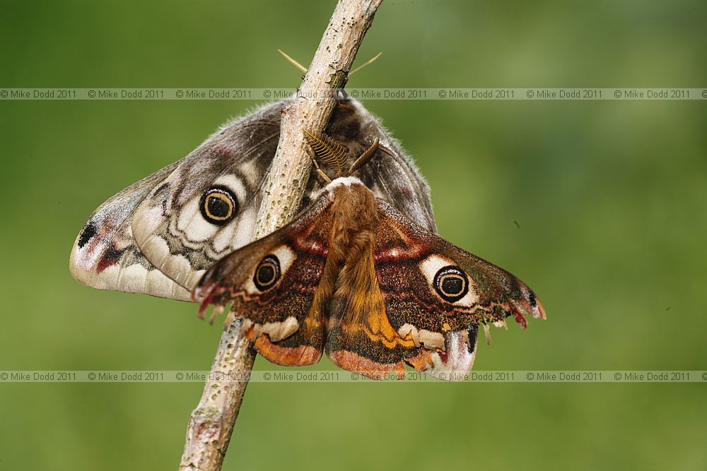 Saturnia pavonia Emperor Moth (pair)