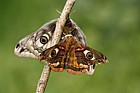 Saturnia pavonia Emperor Moth (pair)
