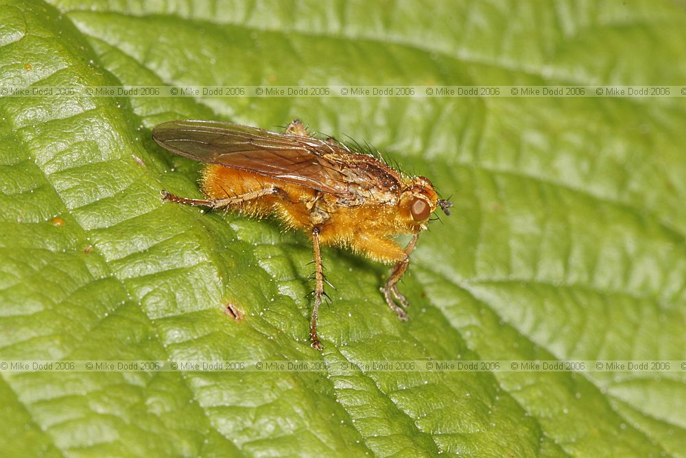 Scathophaga stercoraria Yellow Dung-fly
