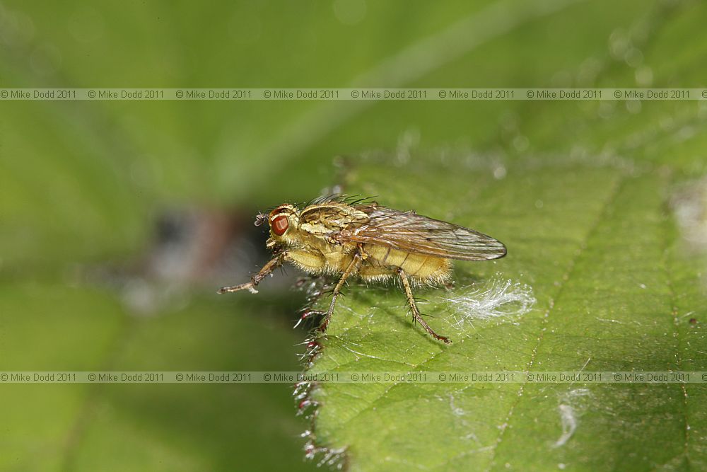 Scathophaga stercoraria Yellow dung fly