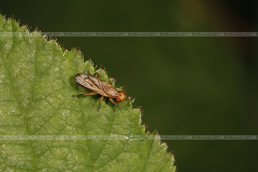 Sciomyzid