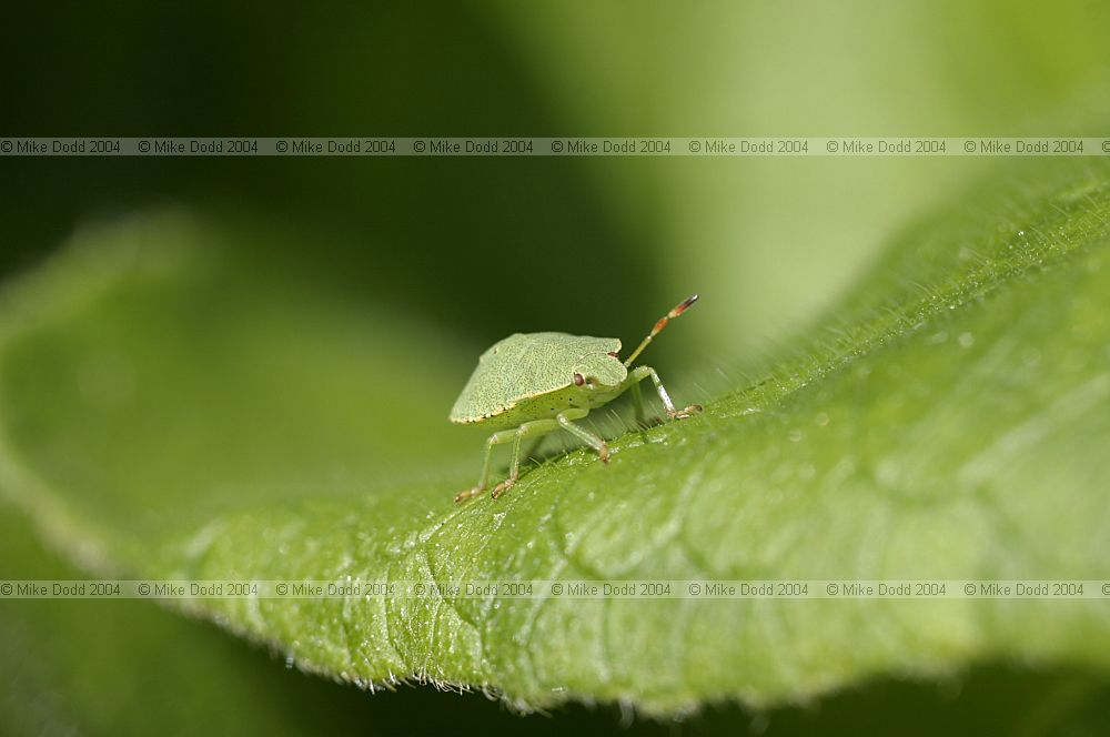 Shield bug