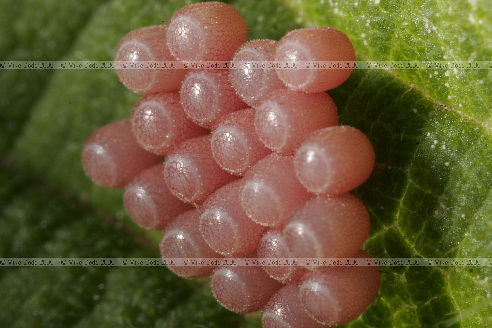 Shieldbug eggs (??)