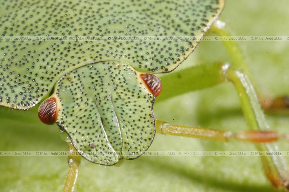 Shieldbug nymph