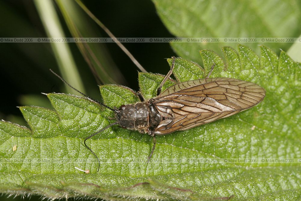 Sialis lutaria Alder fly (check exact species)
