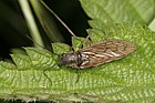Sialis lutaria Alder fly (check exact species)