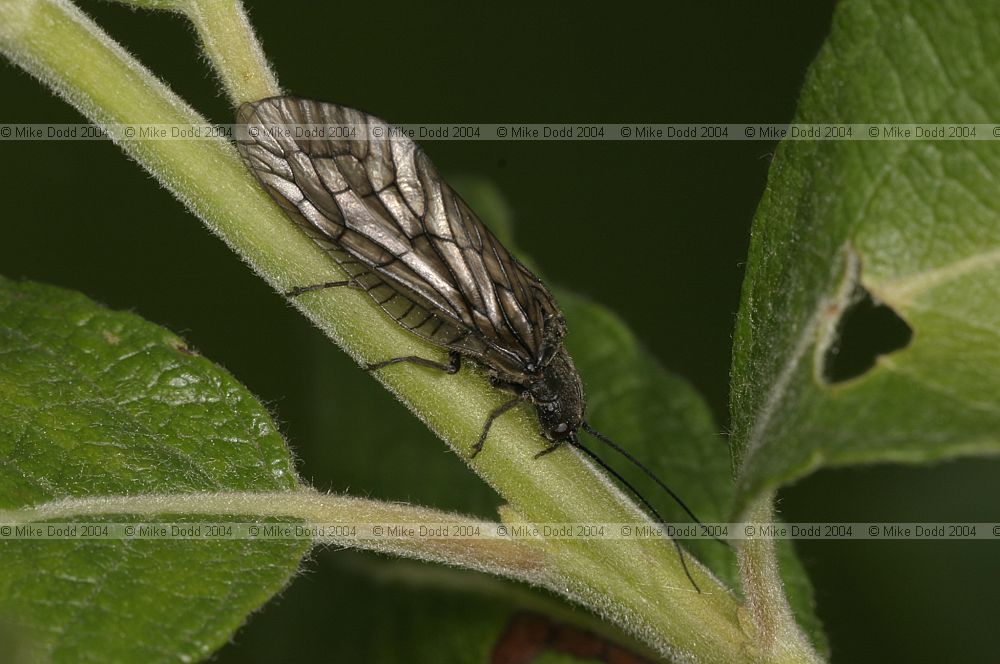 Sialis lutaria Alder fly