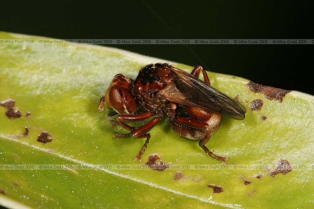 Sicus ferrugineus