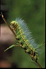 Silk moth catterpillar