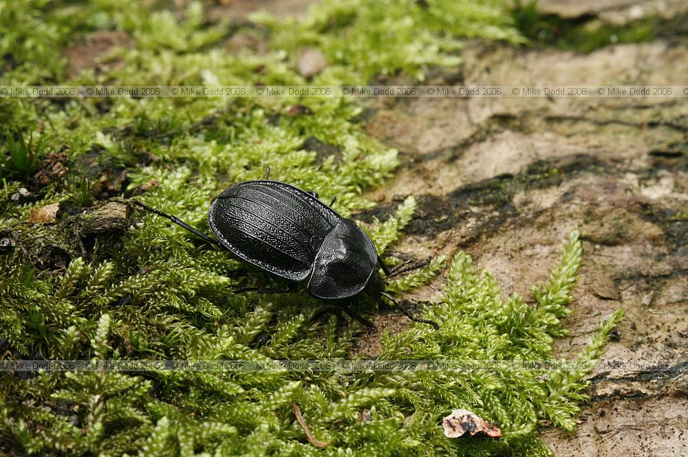 Silpha atrata Black snail beetle