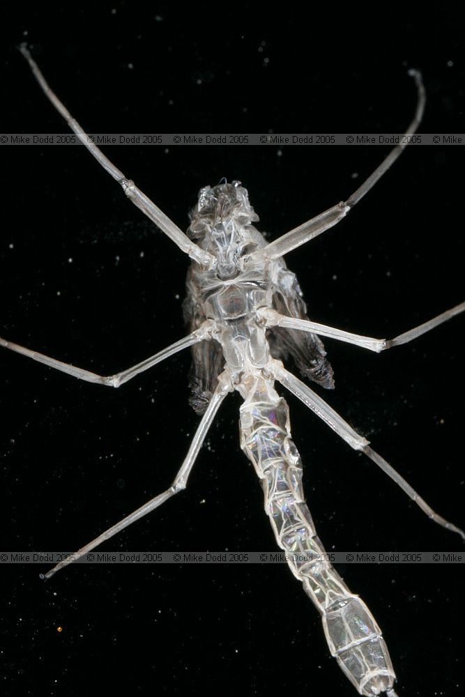 Cast off skin of mayfly (only insect that moults as adult?) adult is a small mayfly with a greenish body unfortunatly flew off just before I got photo.