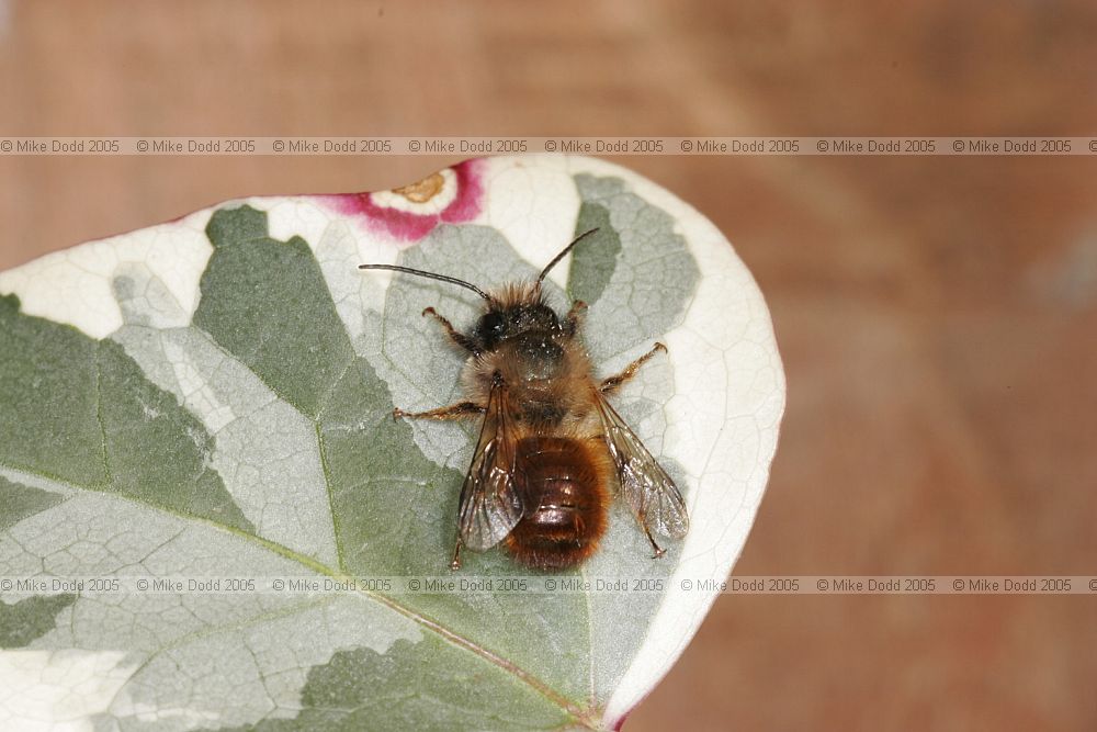 Solitary bee