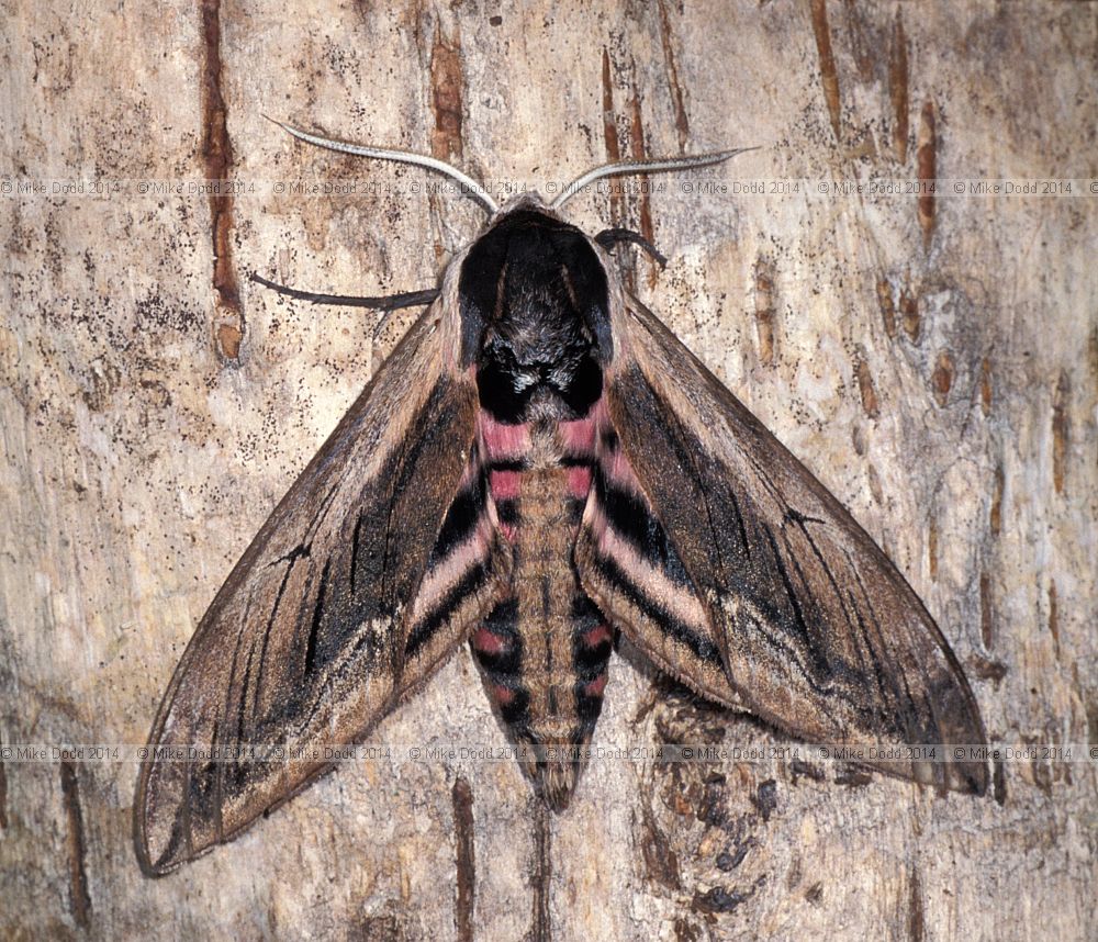 Privit hawk moth Sphinx ligustri