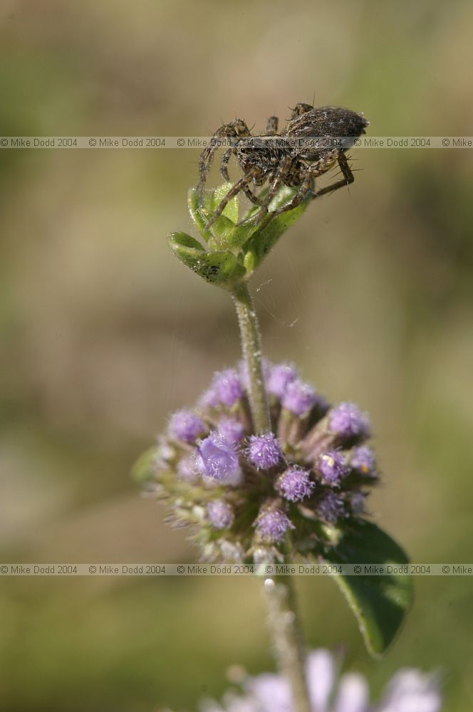 Spider on top of plant