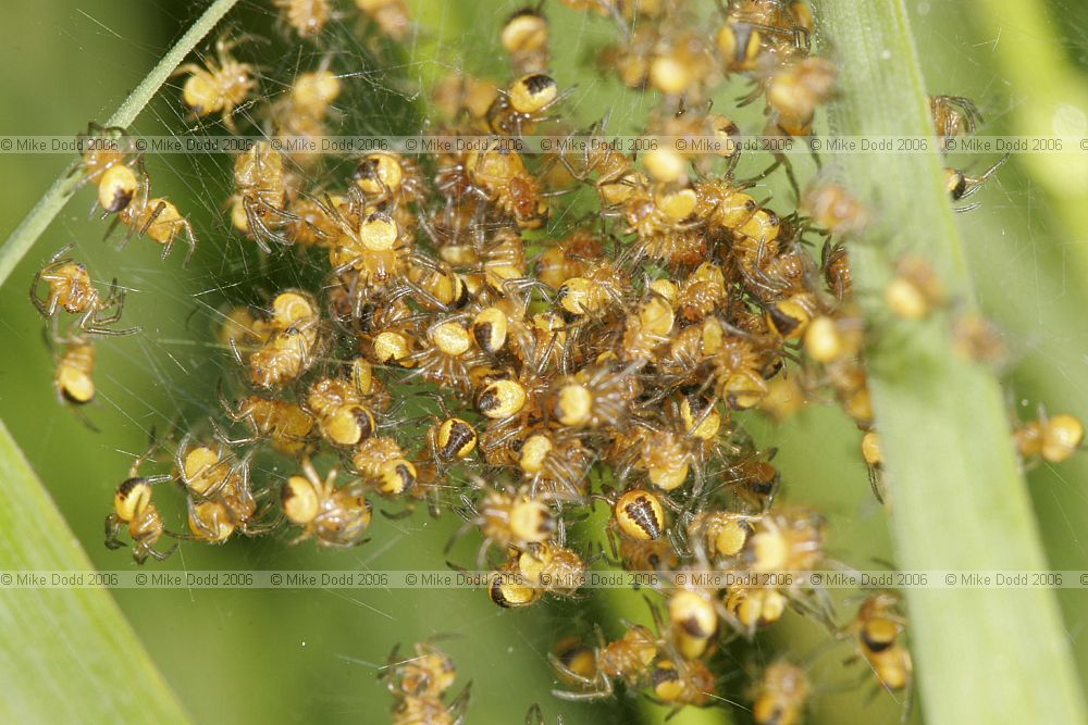 Ball of spiderlings