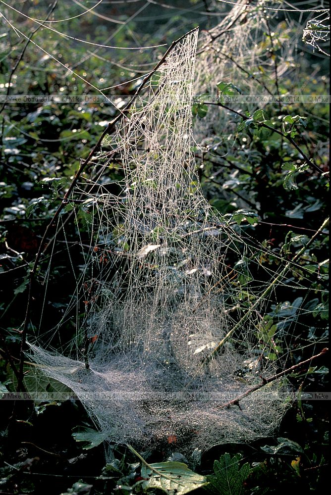 spiders web