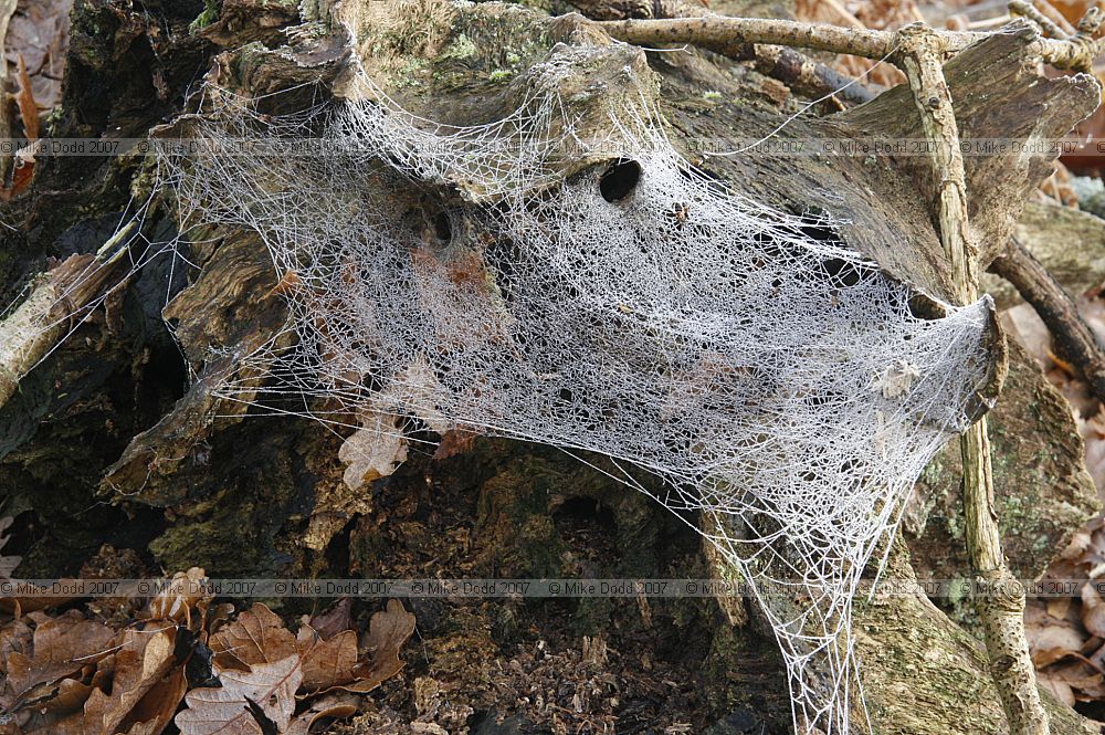 Spiders web with frost