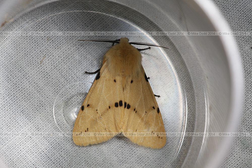 Spilosoma luteum Buff Ermine